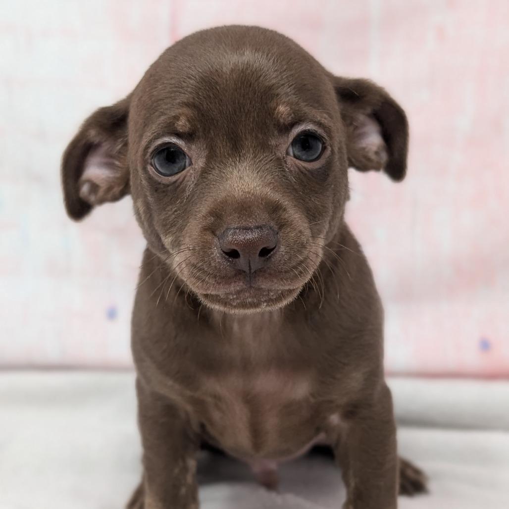 Snap, a Adoptable Chihuahua in Durham, NC image 2/5