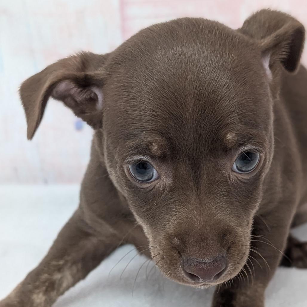 Snap, a Adoptable Chihuahua in Durham, NC image 3/5