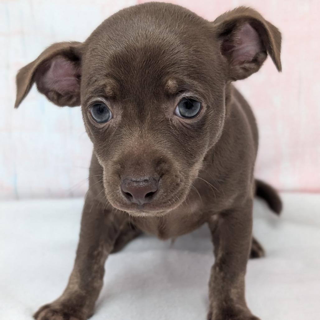 Snap, a Adoptable Chihuahua in Durham, NC image 4/5
