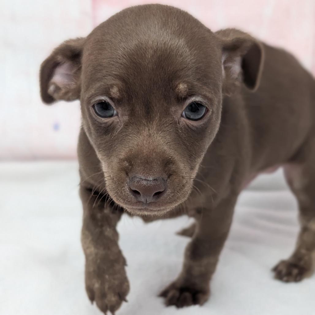 Snap, a Adoptable Chihuahua in Durham, NC image 5/5