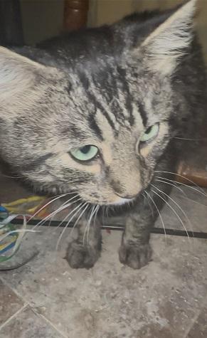 Jude, Adoptable, Young Male Tabby.