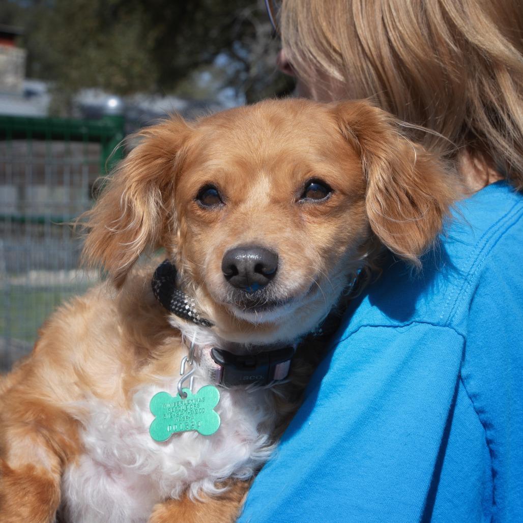 Smitty, Adoptable, Senior Male Dachshund & Mixed Breed.