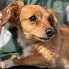 Enlarge Smitty, a Adoptable mixed breed in Wimberley, TX image 2/6