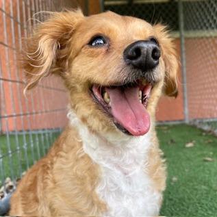 Enlarge Smitty, a Adoptable mixed breed in Wimberley, TX image 3/6