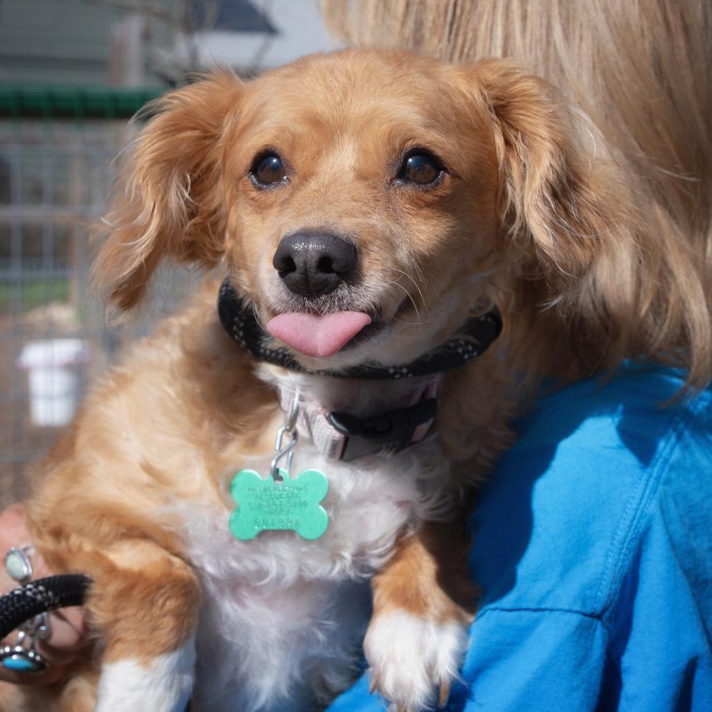 Enlarge Smitty, a Adoptable mixed breed in Wimberley, TX image 4/6
