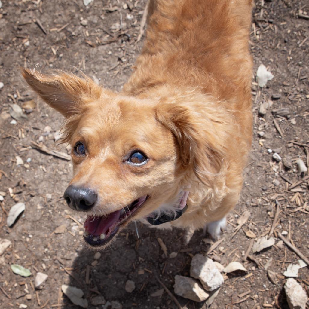 Enlarge Smitty, a Adoptable mixed breed in Wimberley, TX image 5/6
