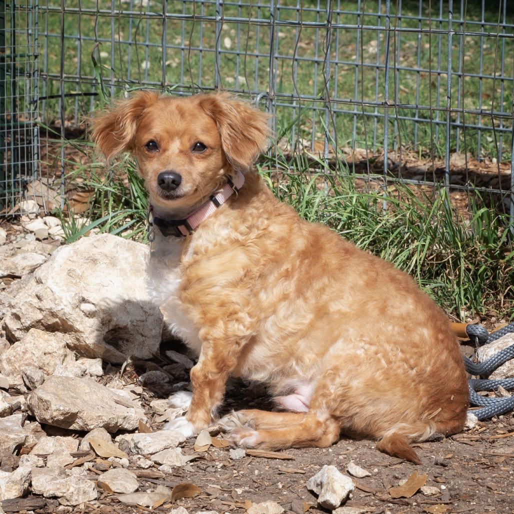 Enlarge Smitty, a Adoptable mixed breed in Wimberley, TX image 6/6