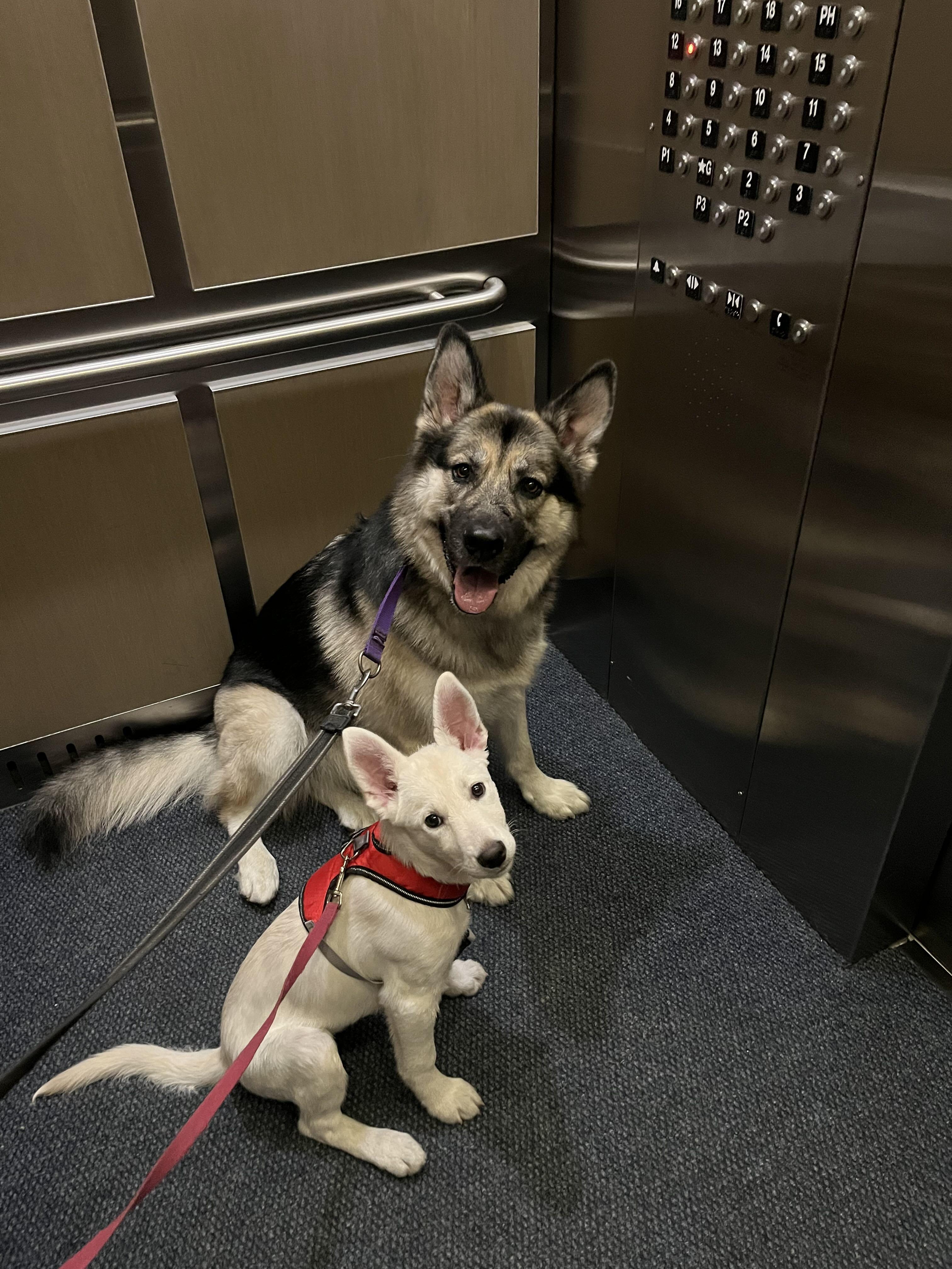 Enlarge Lucille, a Adoptable mixed breed in Toronto, ON image 5/6