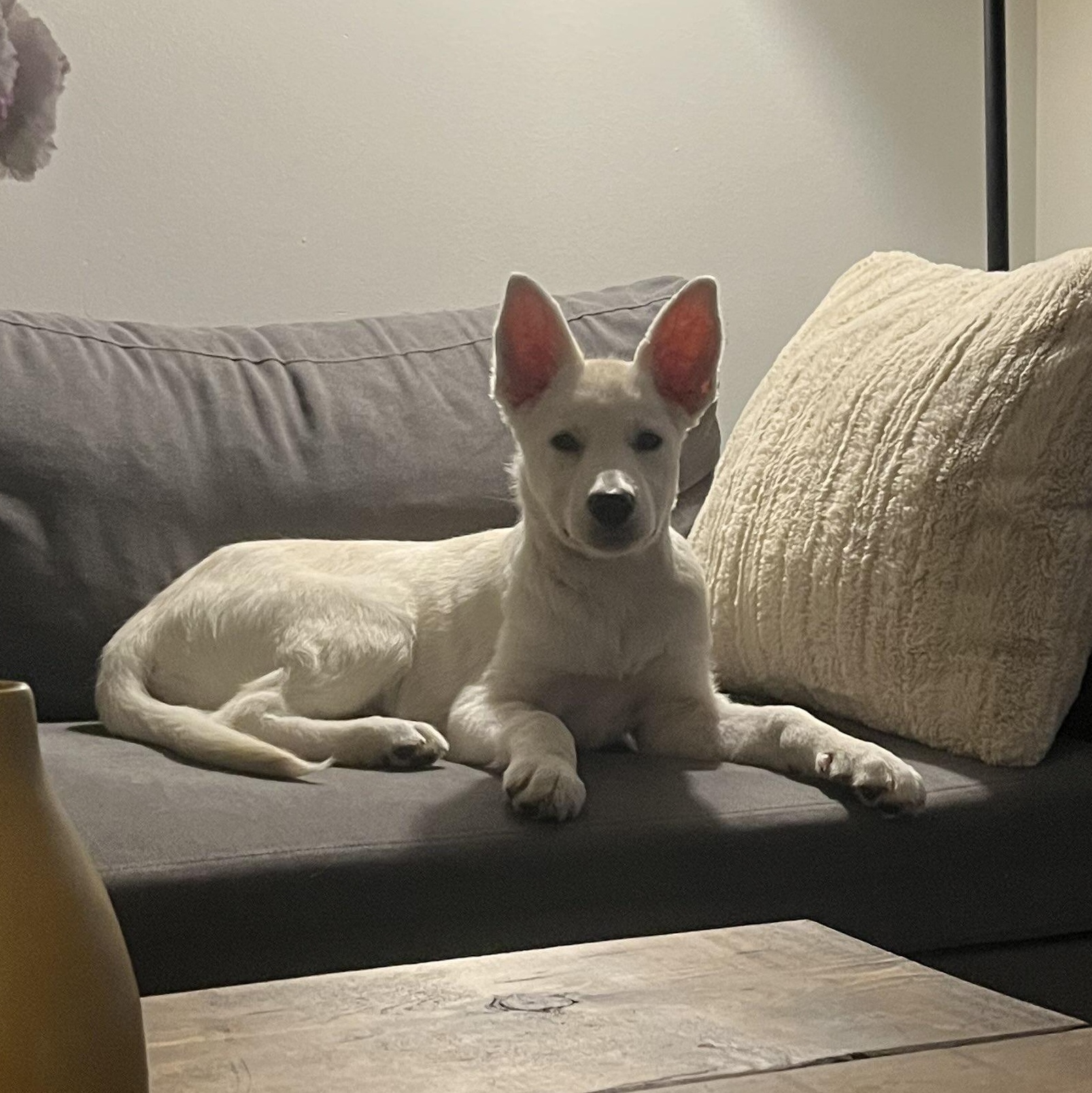 Enlarge Lucille, a Adoptable mixed breed in Toronto, ON image 2/6