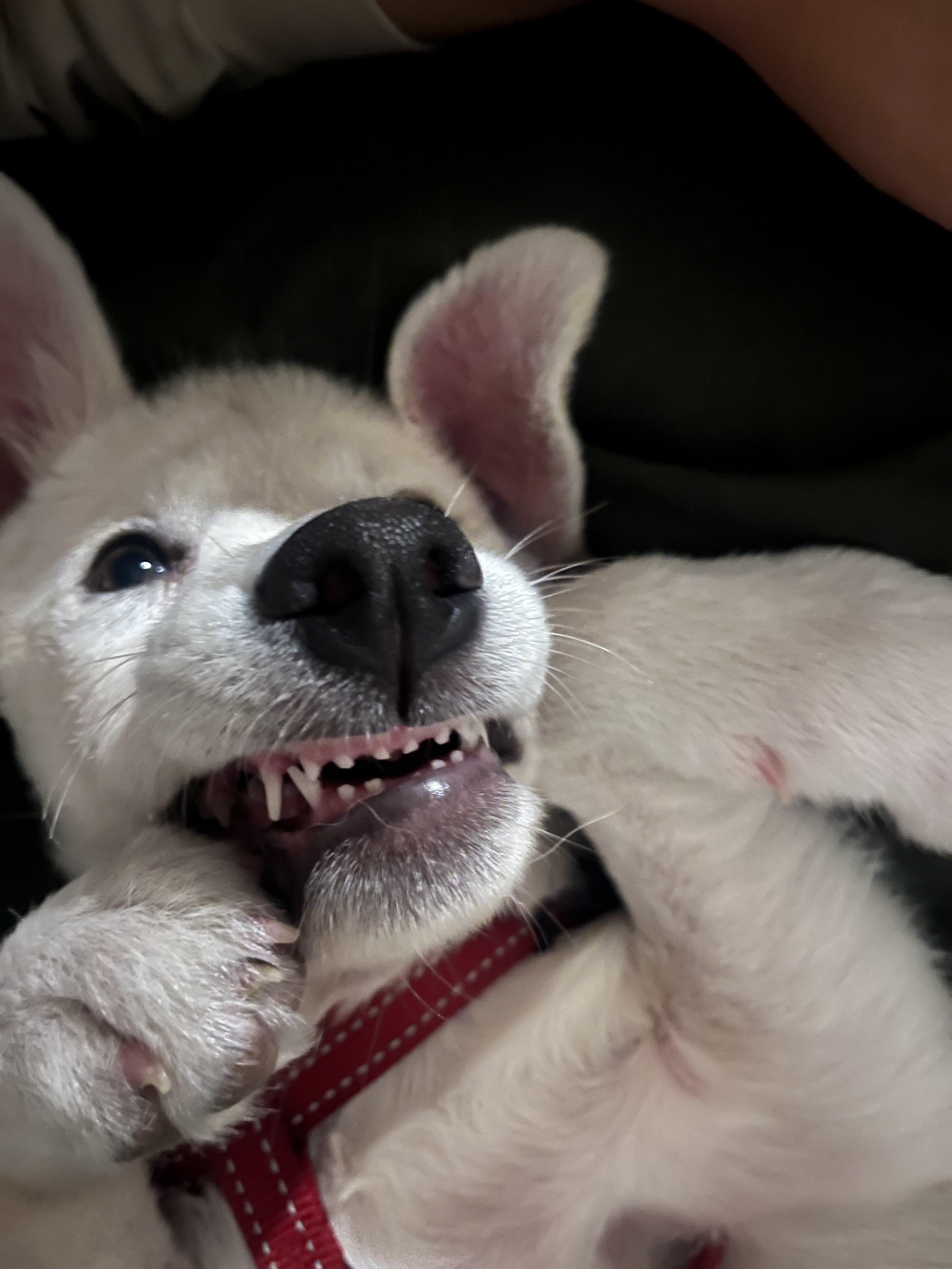 Enlarge Lucille, a Adoptable mixed breed in Toronto, ON image 1/6