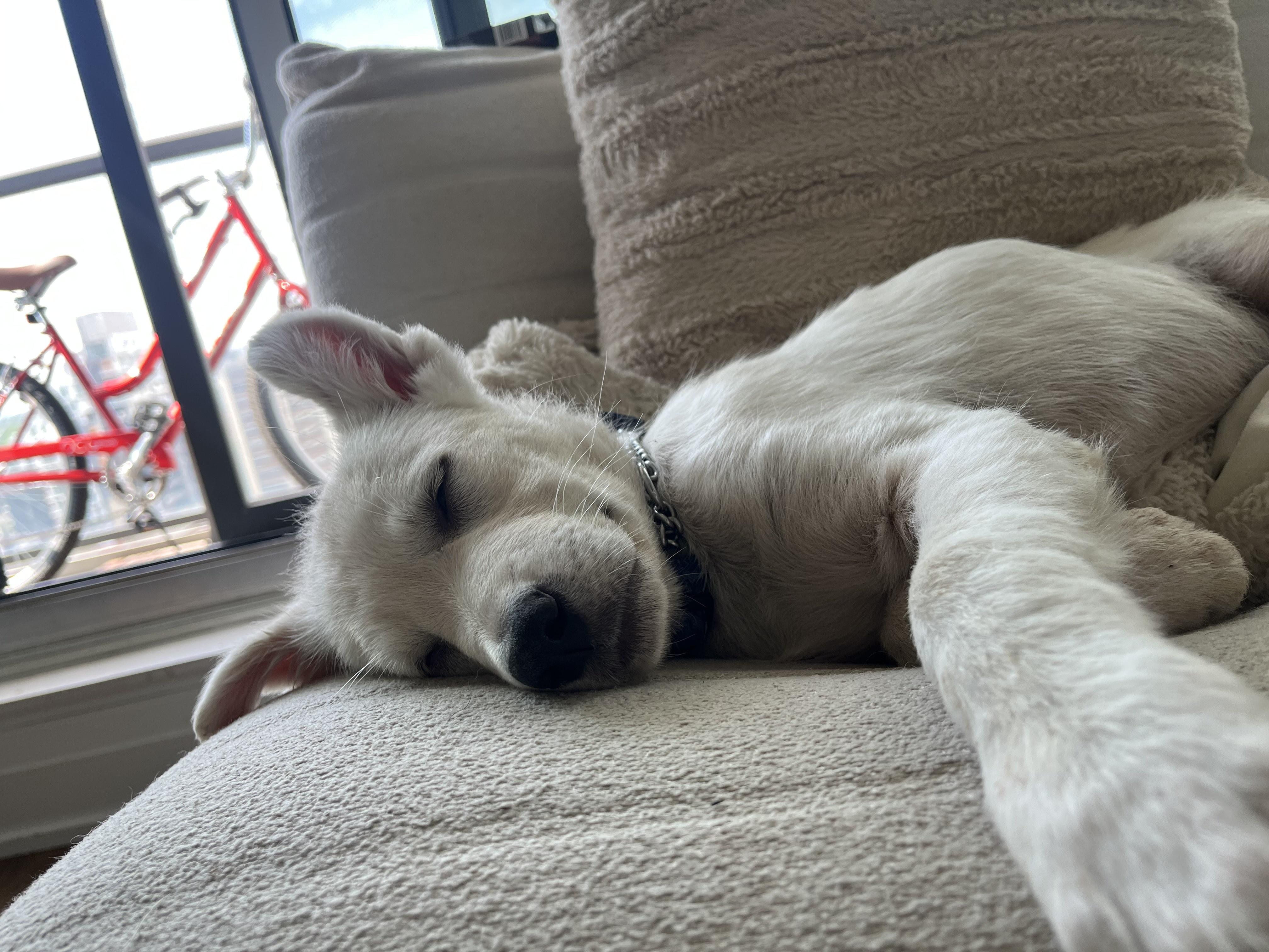 Enlarge Lucille, a Adoptable mixed breed in Toronto, ON image 4/6