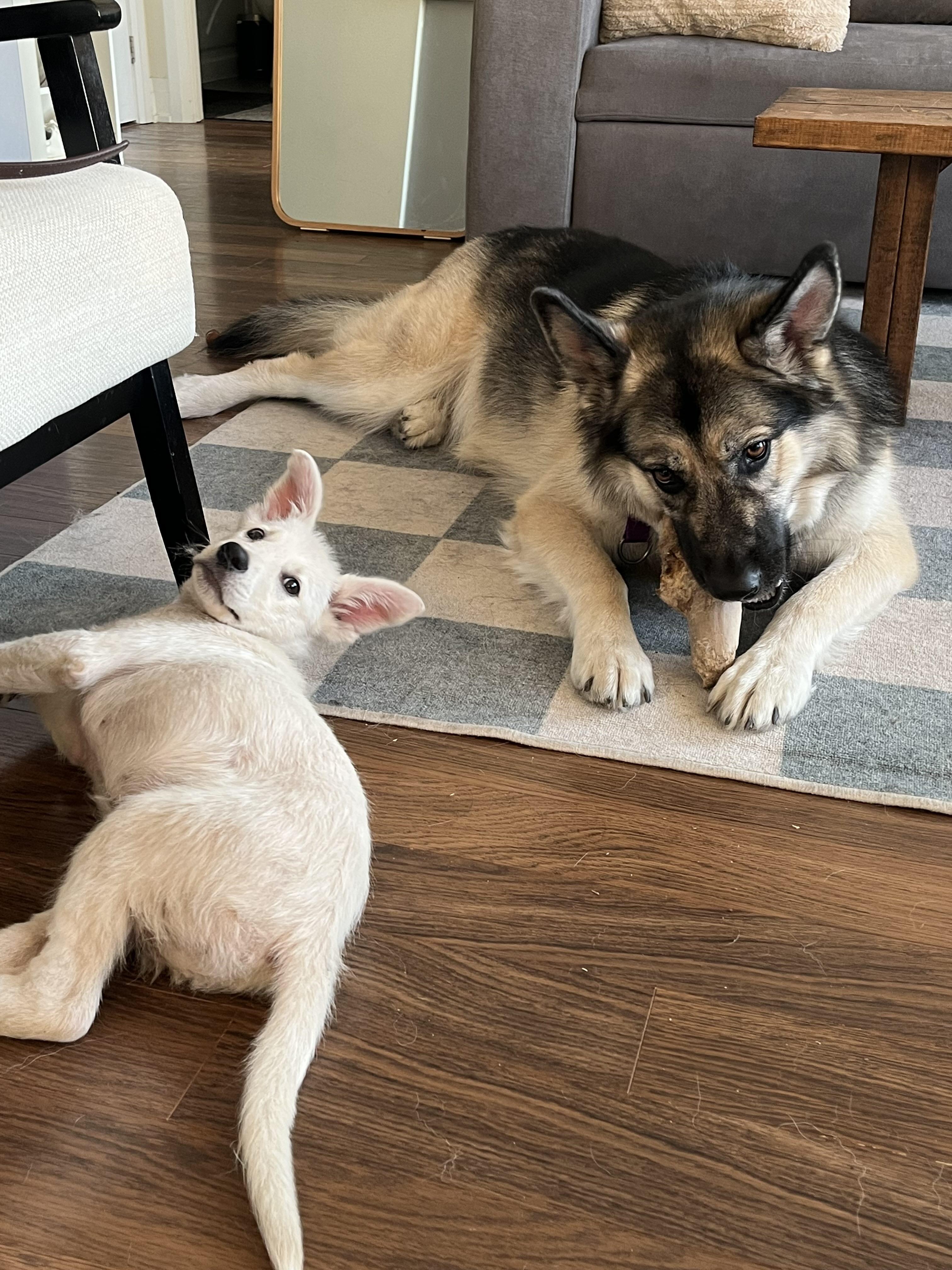 Enlarge Lucille, a Adoptable mixed breed in Toronto, ON image 3/6