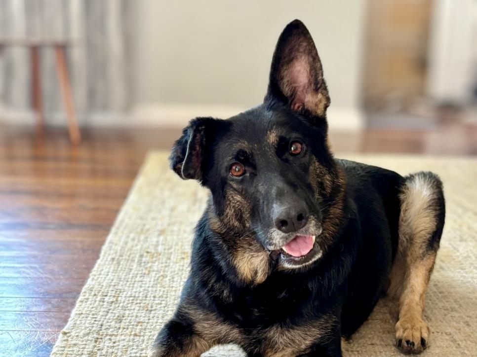 QUINN, Adoptable, Adult Female German Shepherd Dog.