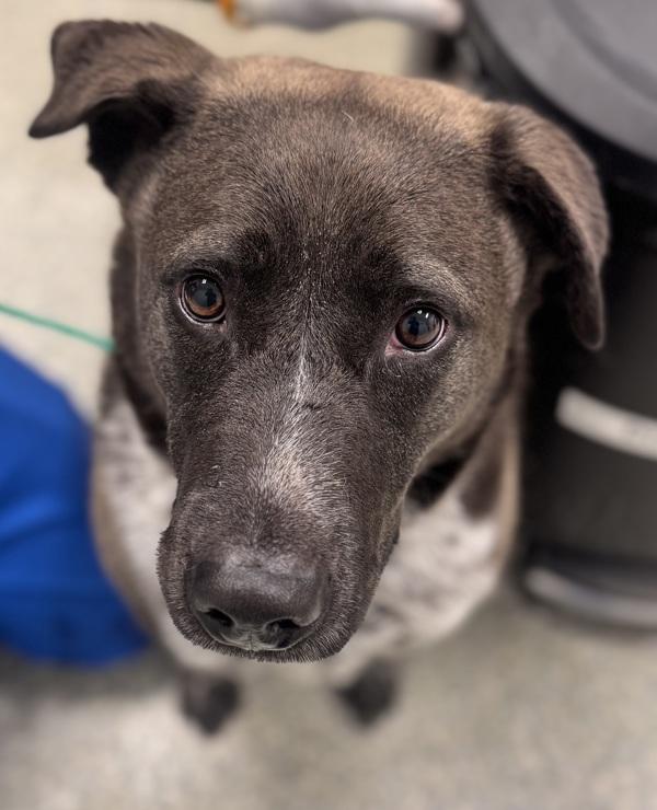 Olso, Adoptable, Adult Male Labrador Retriever & Australian Cattle Dog / Blue Heeler.