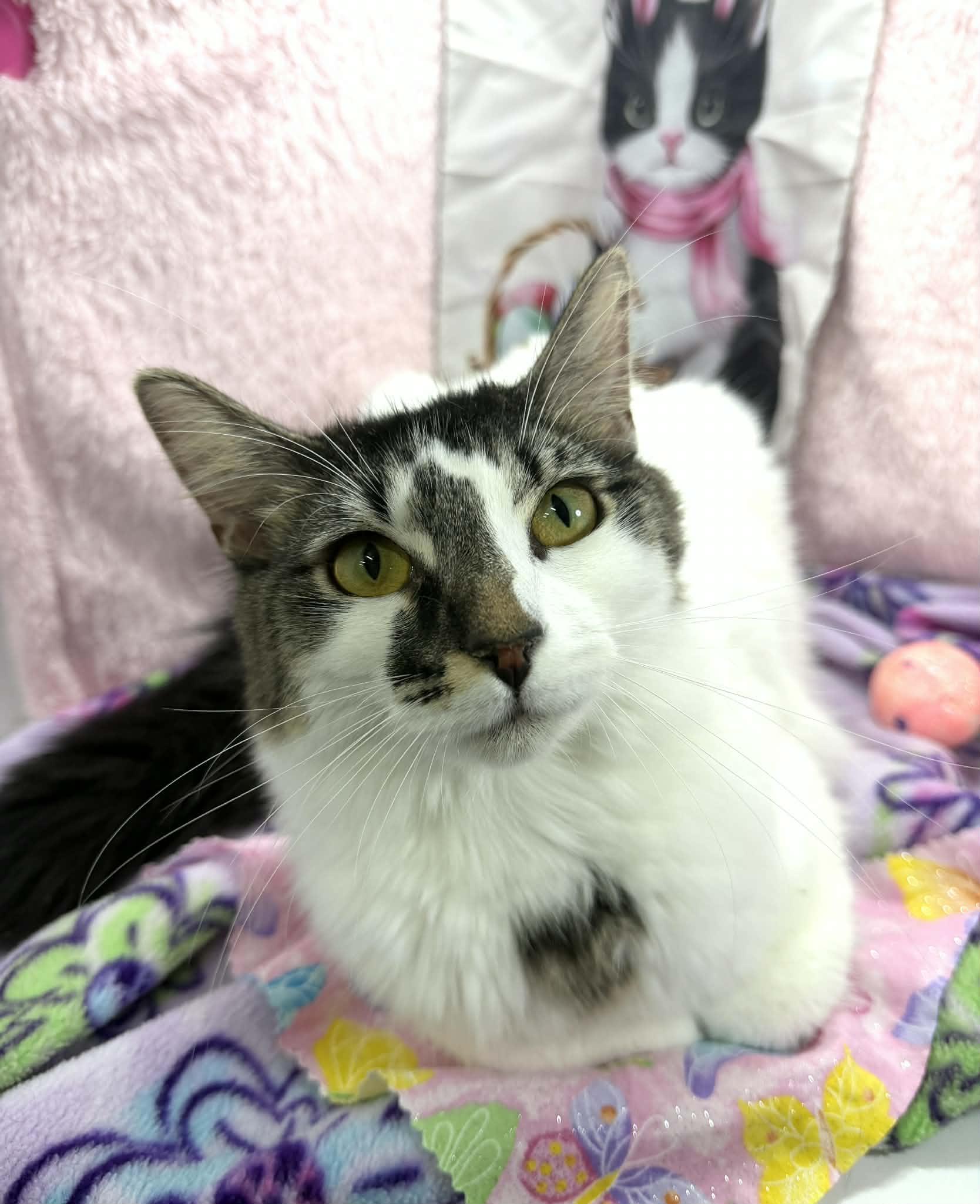 Enlarge Smoosh Tush , a ADOPTABLE Turkish Van in Tavares, FL image 3/3