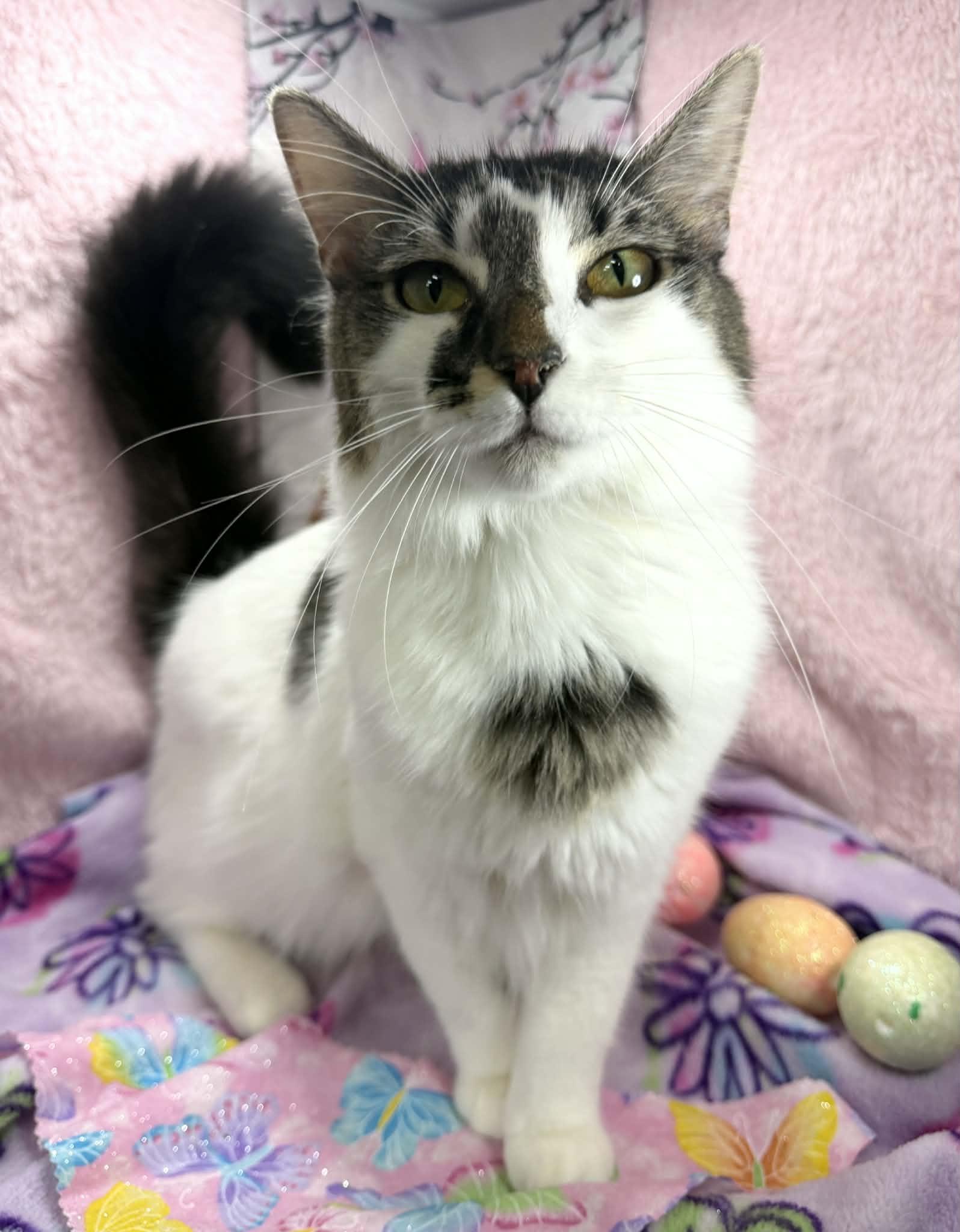Smoosh Tush , ADOPTABLE, Young Male Turkish Van.