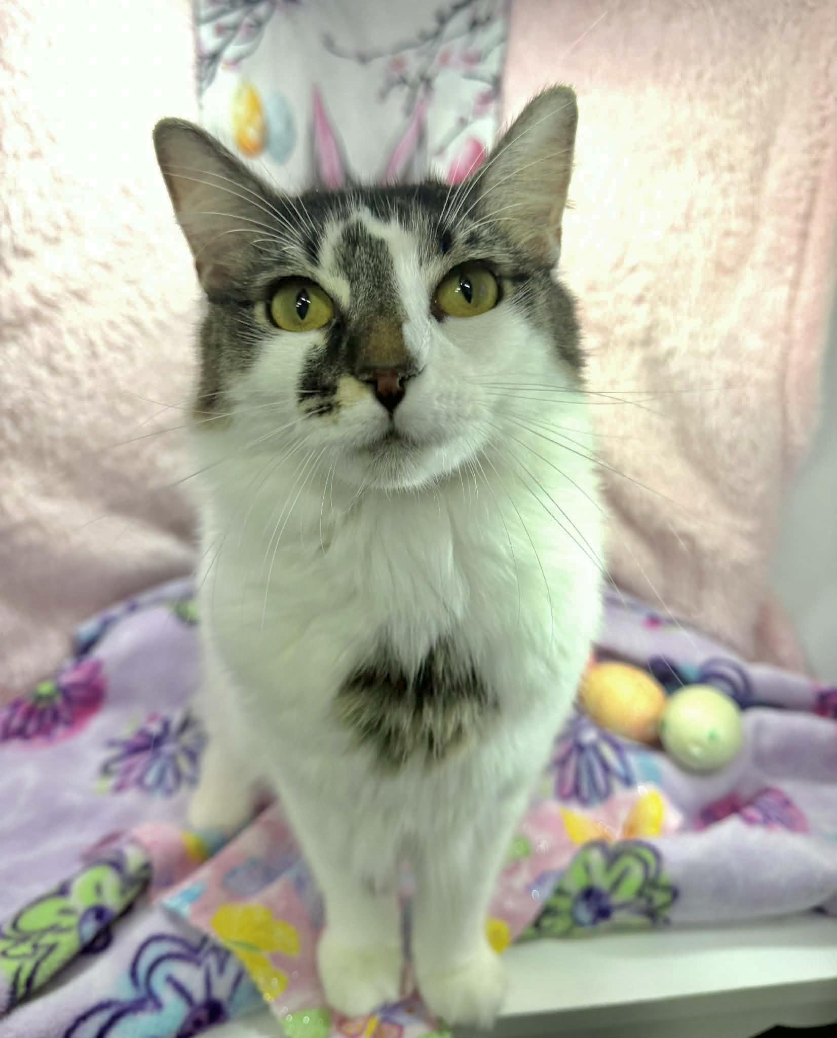 Enlarge Smoosh Tush , a ADOPTABLE Turkish Van in Tavares, FL image 2/3