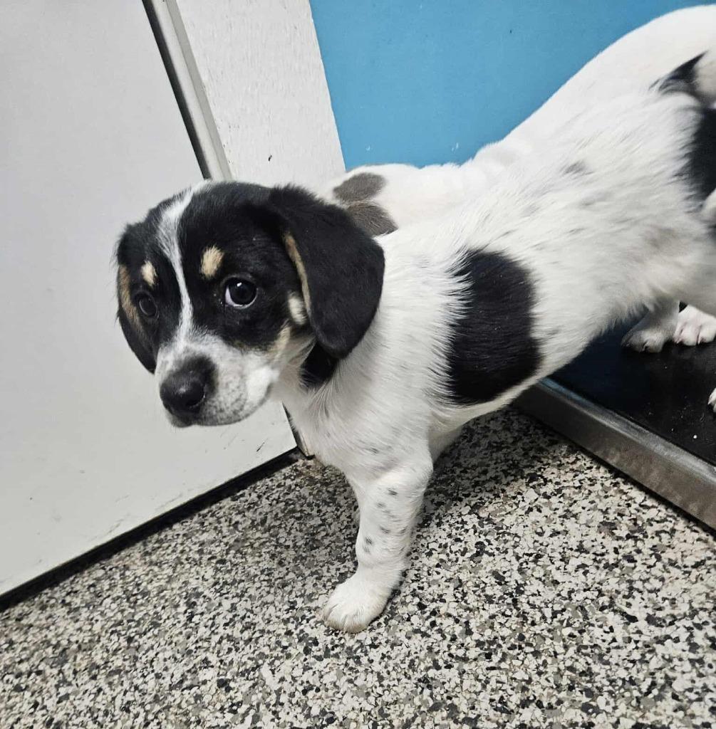 Lexi, a Adoptable mixed breed in Kendallville, IN image 2/3