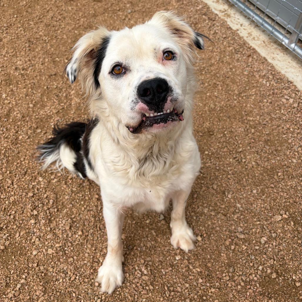 Yogi KCAC #449.26, a Adoptable mixed breed in Kerrville, TX image 1/6