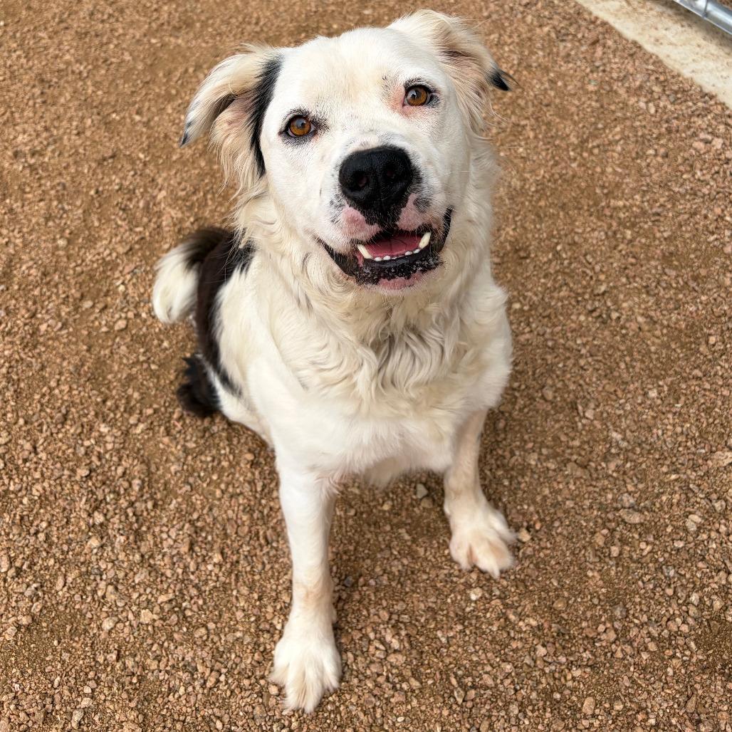 Yogi KCAC #449.26, a Adoptable mixed breed in Kerrville, TX image 2/6