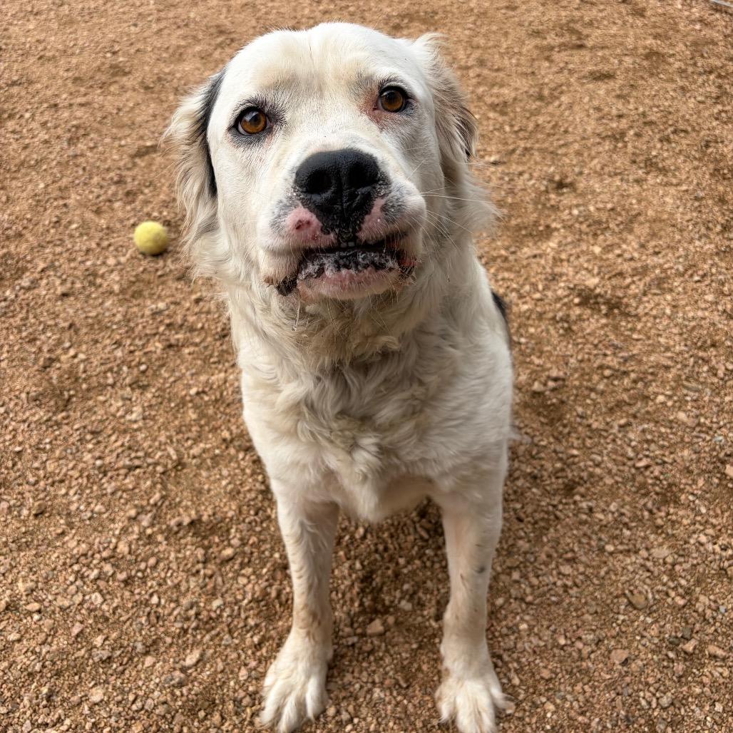 Yogi KCAC #449.26, a Adoptable mixed breed in Kerrville, TX image 4/6