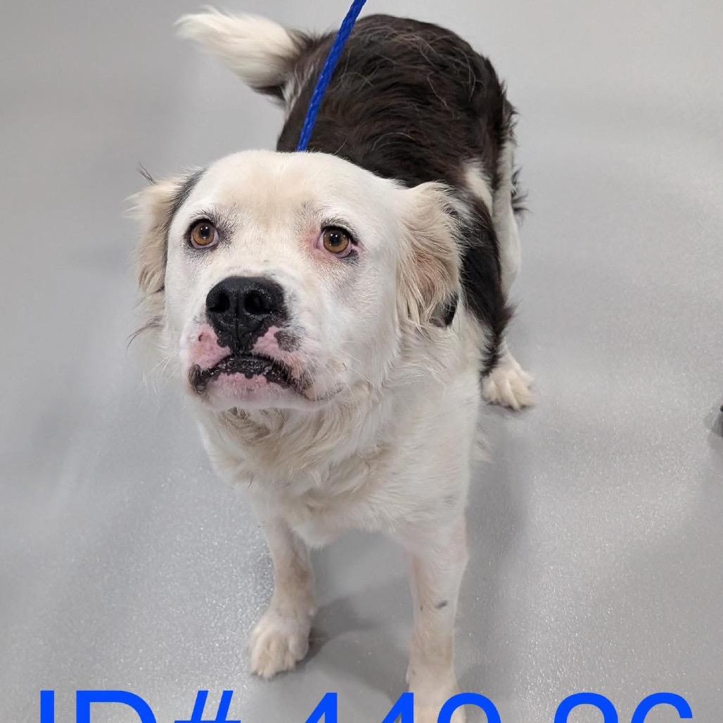 Yogi KCAC #449.26, a Adoptable mixed breed in Kerrville, TX image 5/6