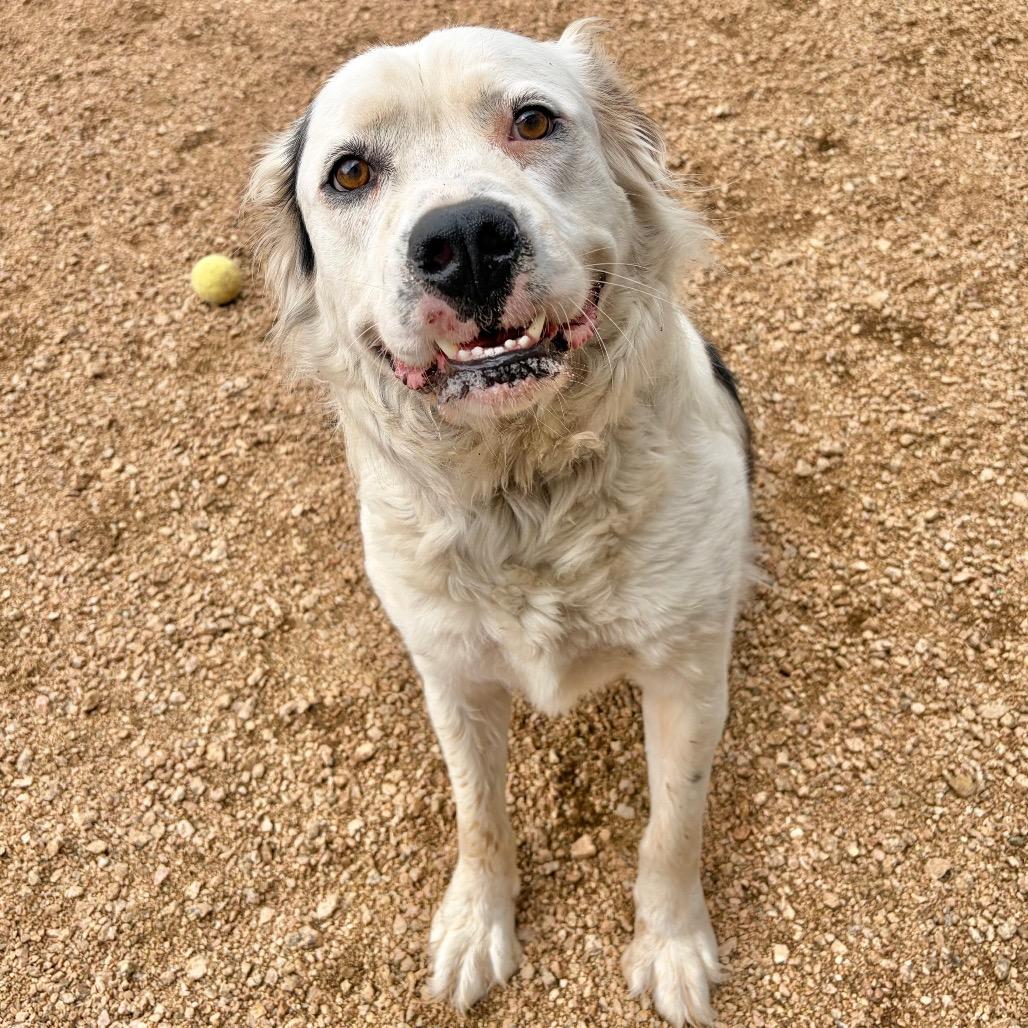 Yogi KCAC #449.26, Adoptable, Adult Male Great Pyrenees & Mixed Breed.