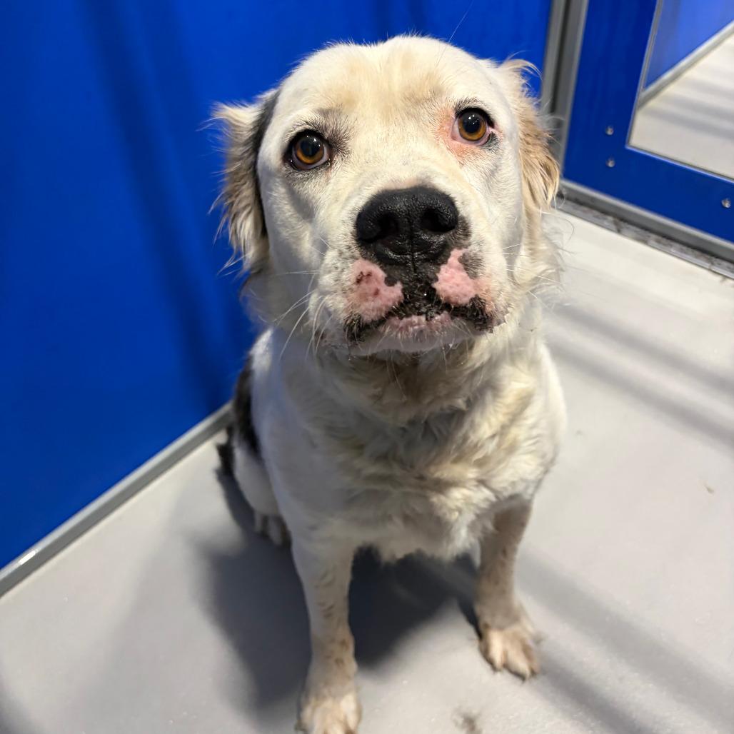 Yogi KCAC #449.26, a Adoptable mixed breed in Kerrville, TX image 6/6