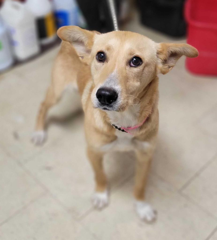 Gravy, Adoptable, Young Female Mixed Breed.