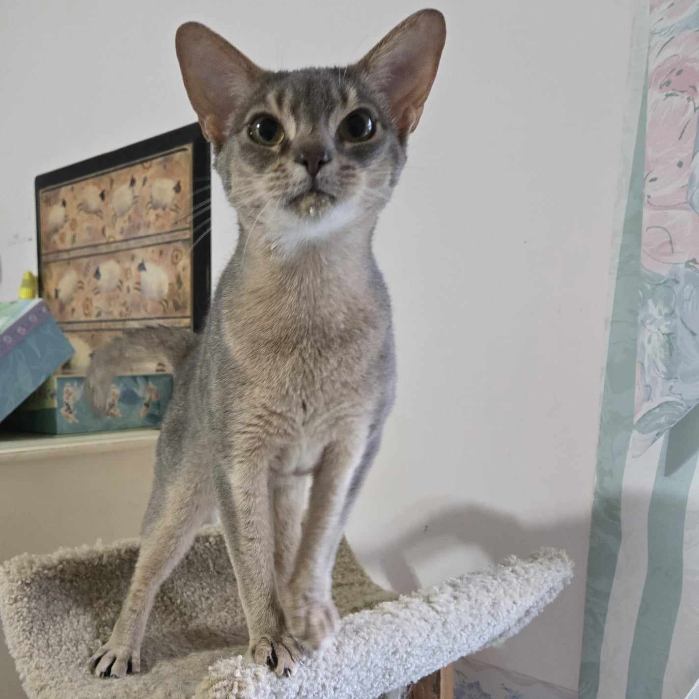 Enlarge Graycie, a Adopted Abyssinian in Kimberton, PA image 1/2