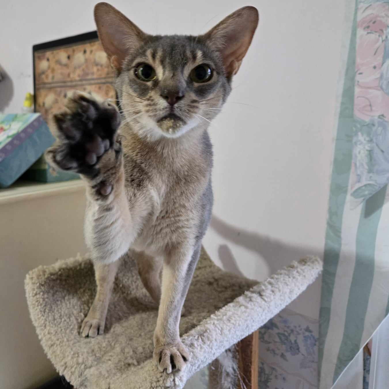 Enlarge Graycie, a Adopted Abyssinian in Kimberton, PA image 2/2