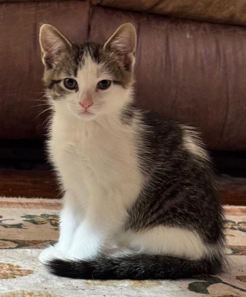 Zack, Adoptable, Kitten Male Domestic Medium Hair.