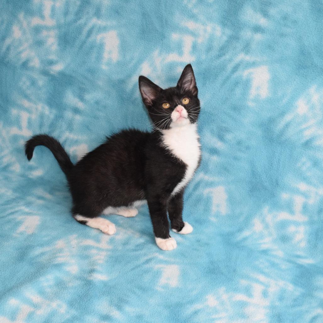 Selina, Adoptable, Kitten Female Domestic Short Hair.