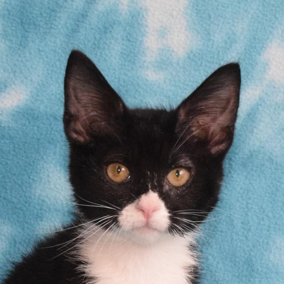 Selina, a Adoptable Domestic Short Hair in Eureka, CA image 2/4