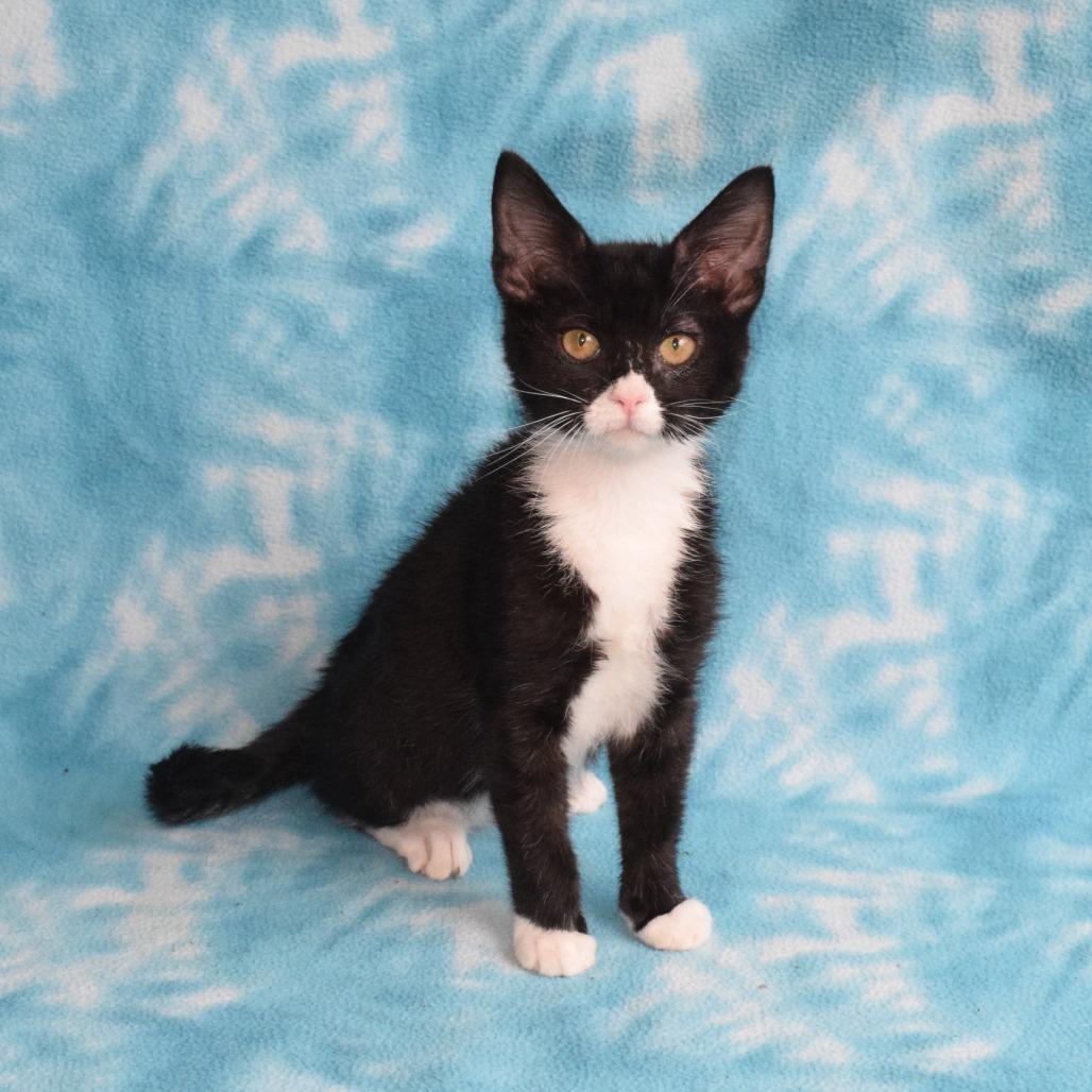 Selina, a Adoptable Domestic Short Hair in Eureka, CA image 3/4