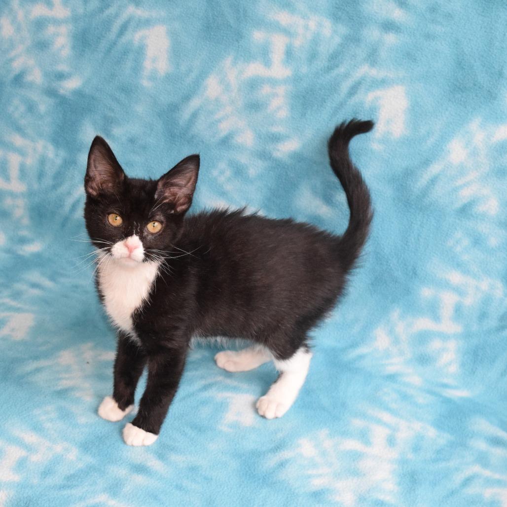 Selina, a Adoptable Domestic Short Hair in Eureka, CA image 4/4