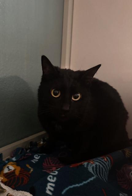 Bonnie