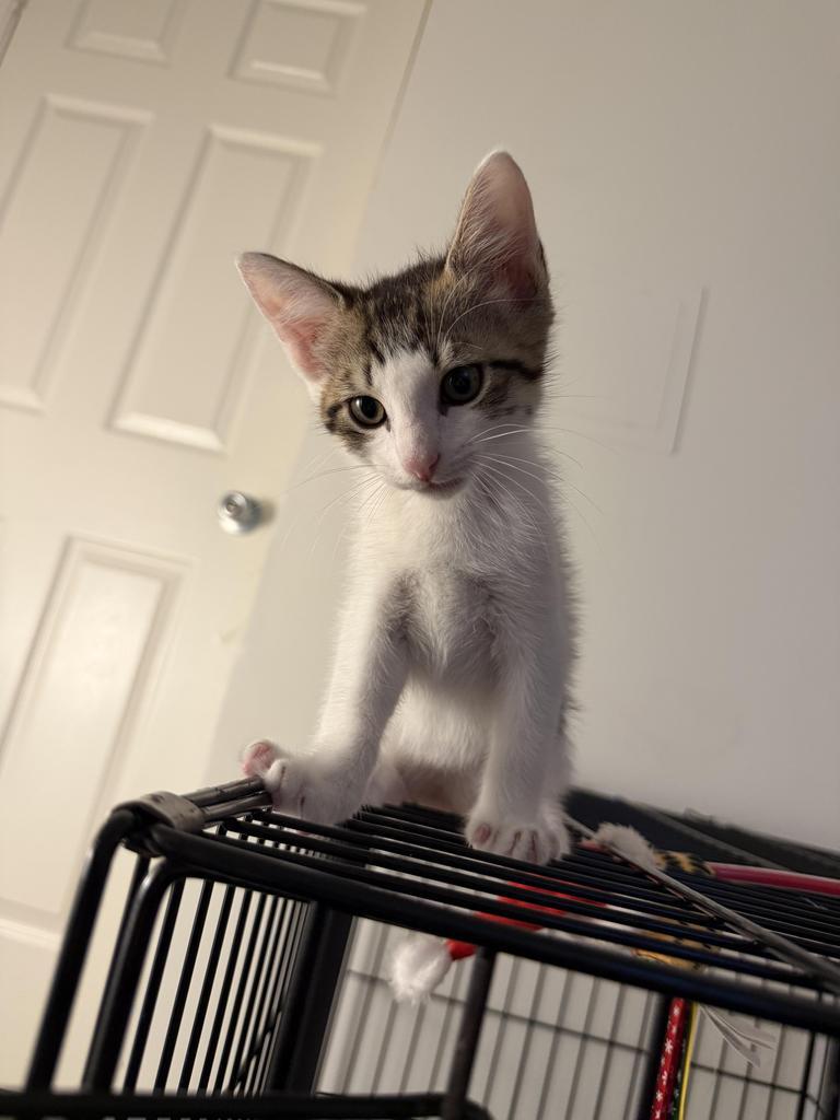 Brock, Adopted, Kitten Male Domestic Short Hair.