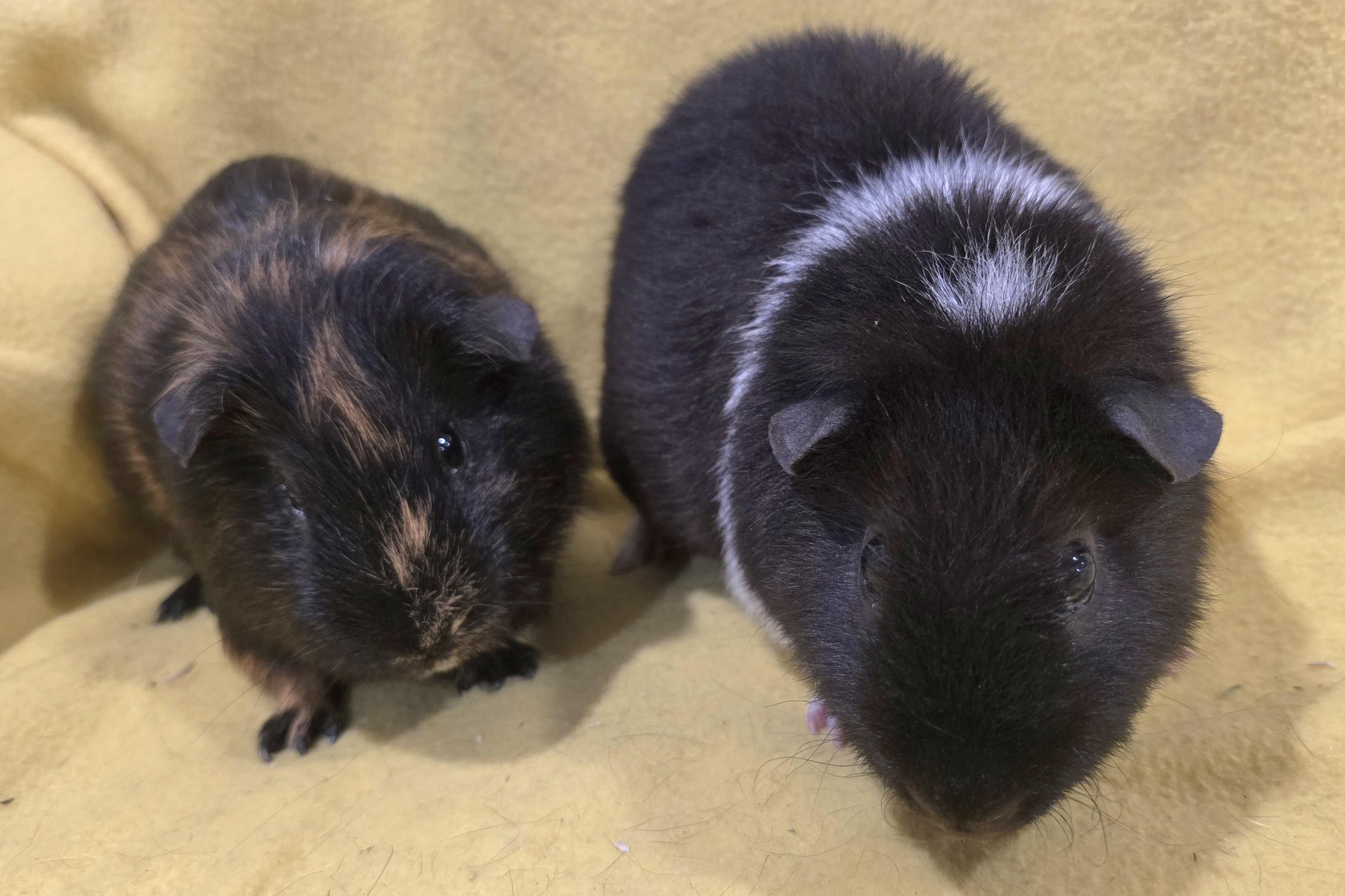 Enlarge Clarence and Alvin, a Adopted Guinea Pig in New Kensington, PA image 4/4