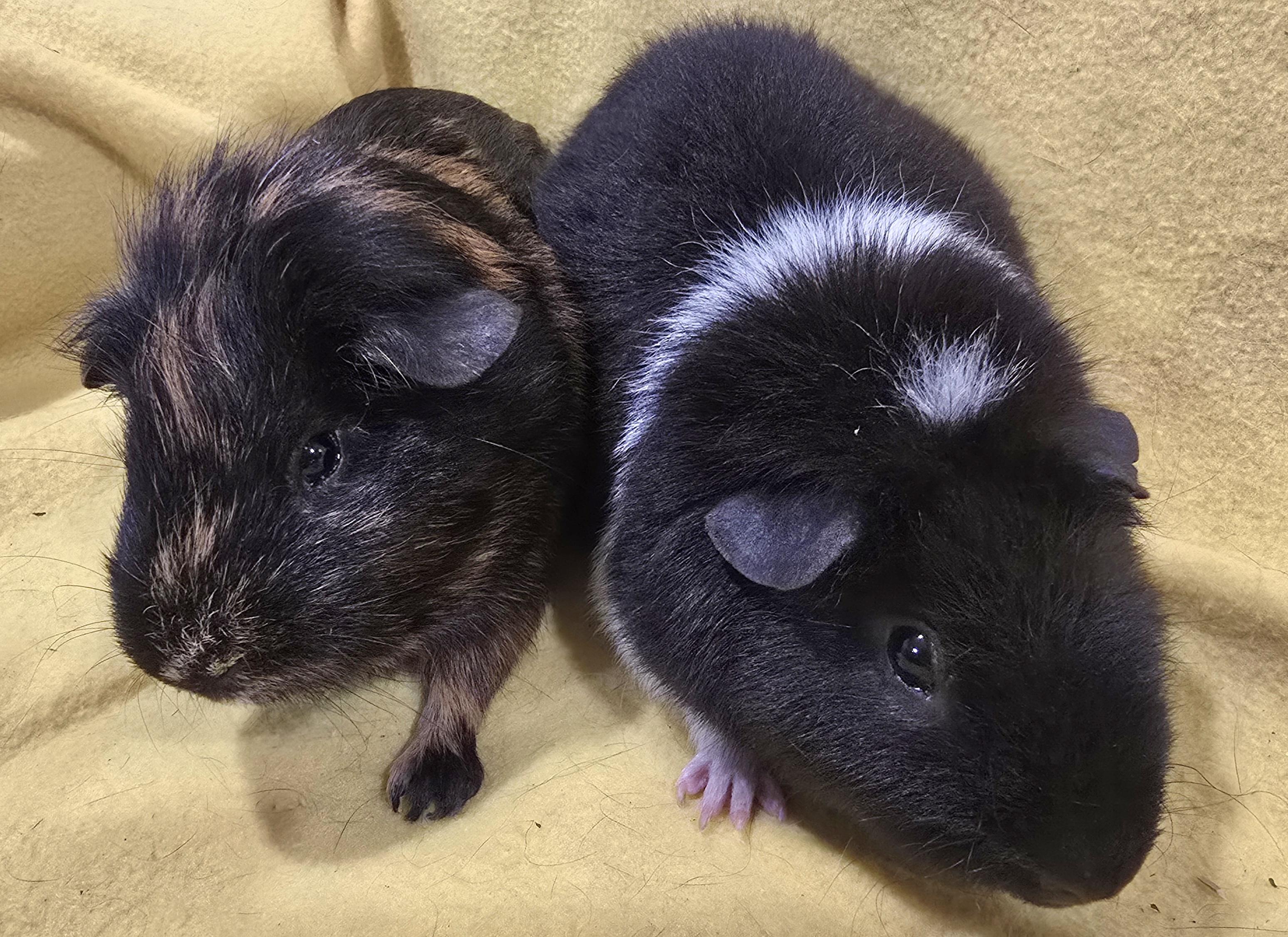 Clarence and Alvin, Adopted, Young Male Guinea Pig.