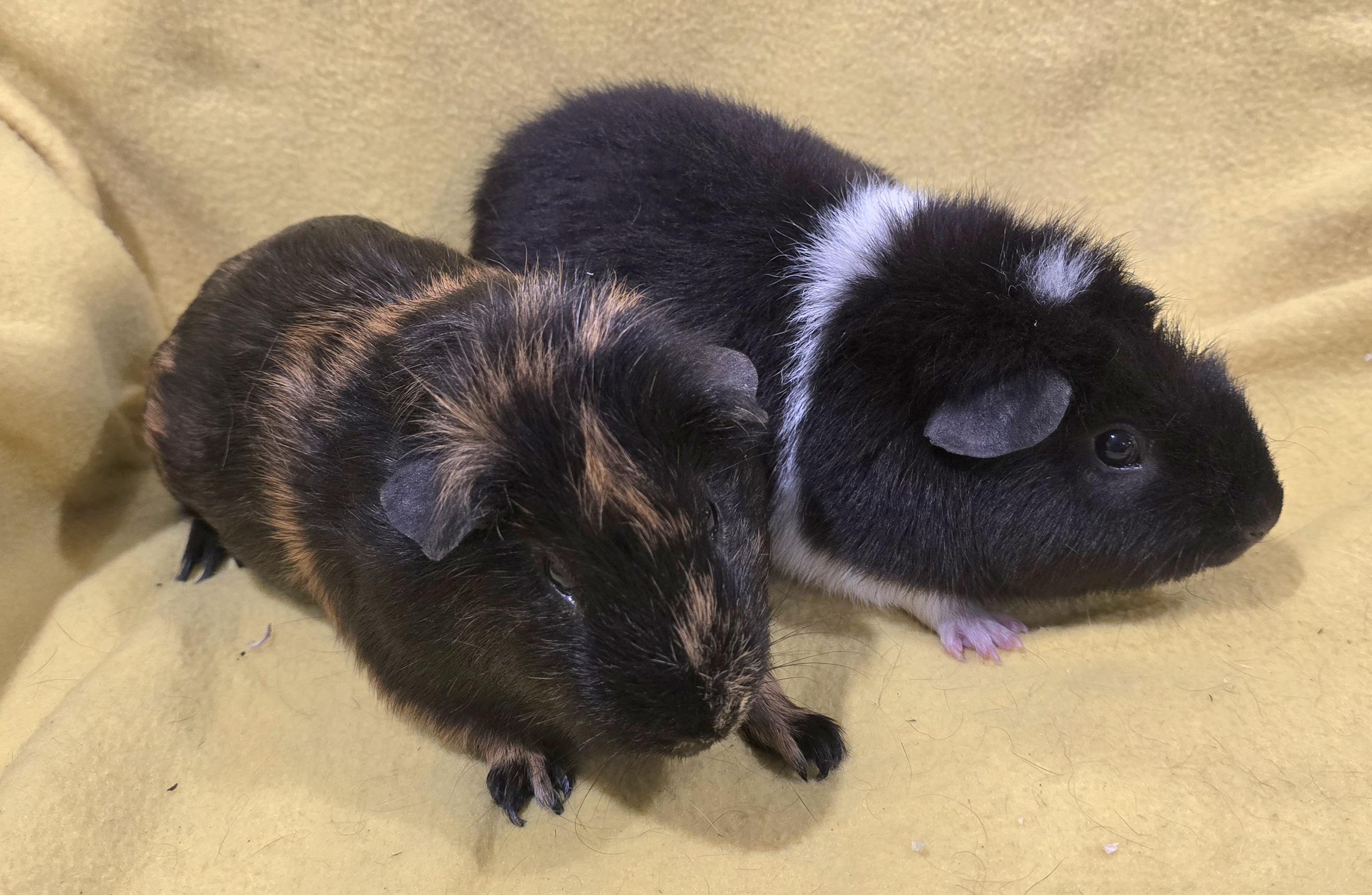 Enlarge Clarence and Alvin, a Adopted Guinea Pig in New Kensington, PA image 3/4