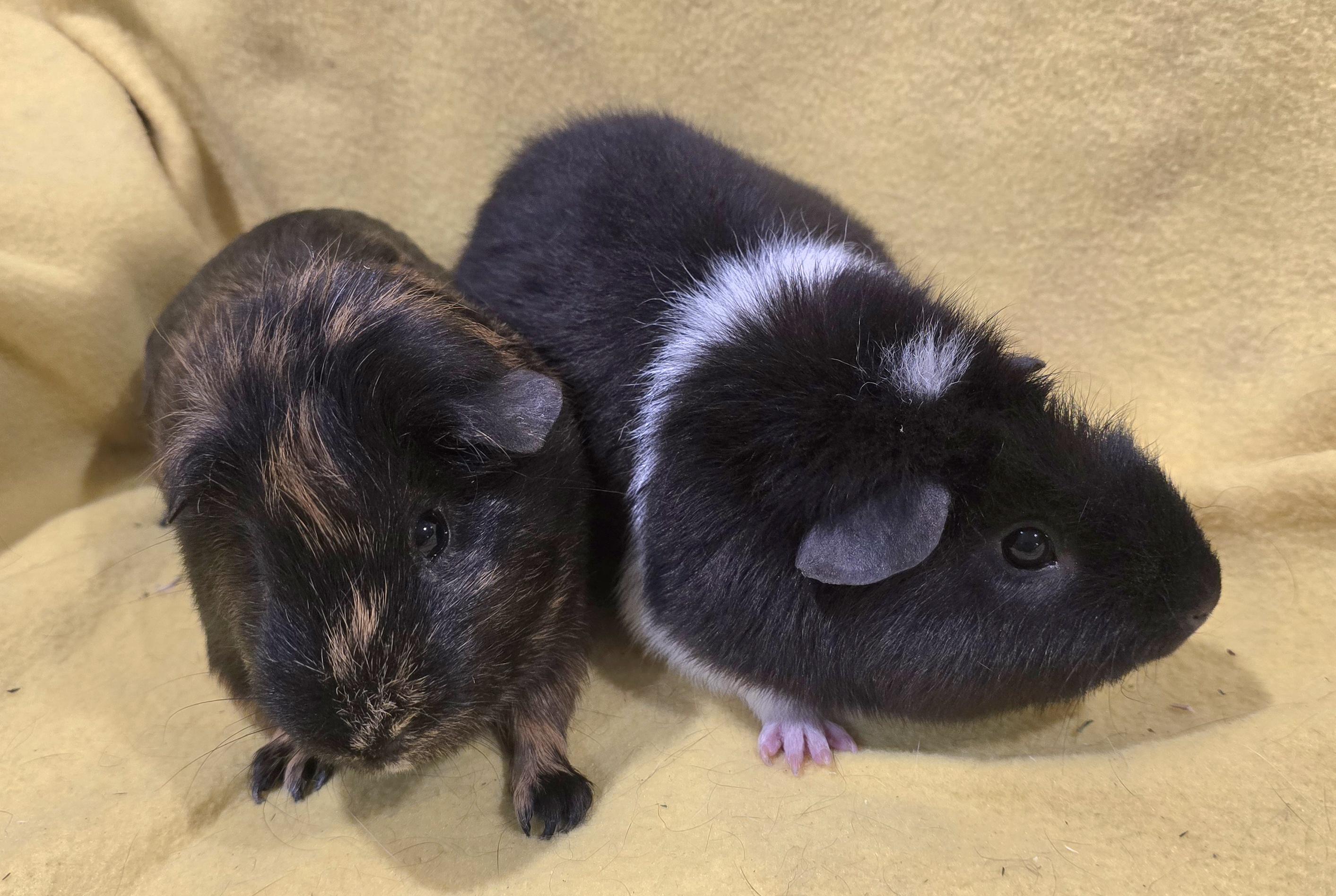 Enlarge Clarence and Alvin, a Adopted Guinea Pig in New Kensington, PA image 2/4