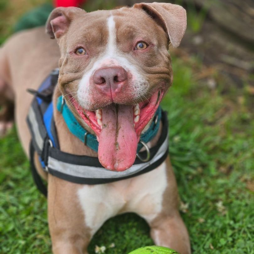 Enlarge Dozer, a Adoptable mixed breed in Youngstown, OH image 1/6