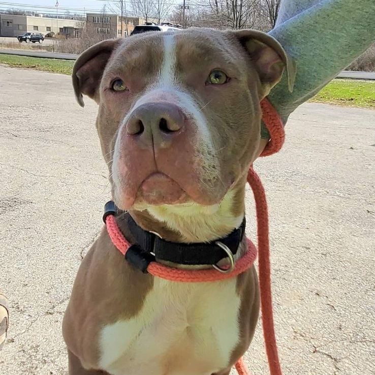 Enlarge Dozer, a Adoptable mixed breed in Youngstown, OH image 5/6