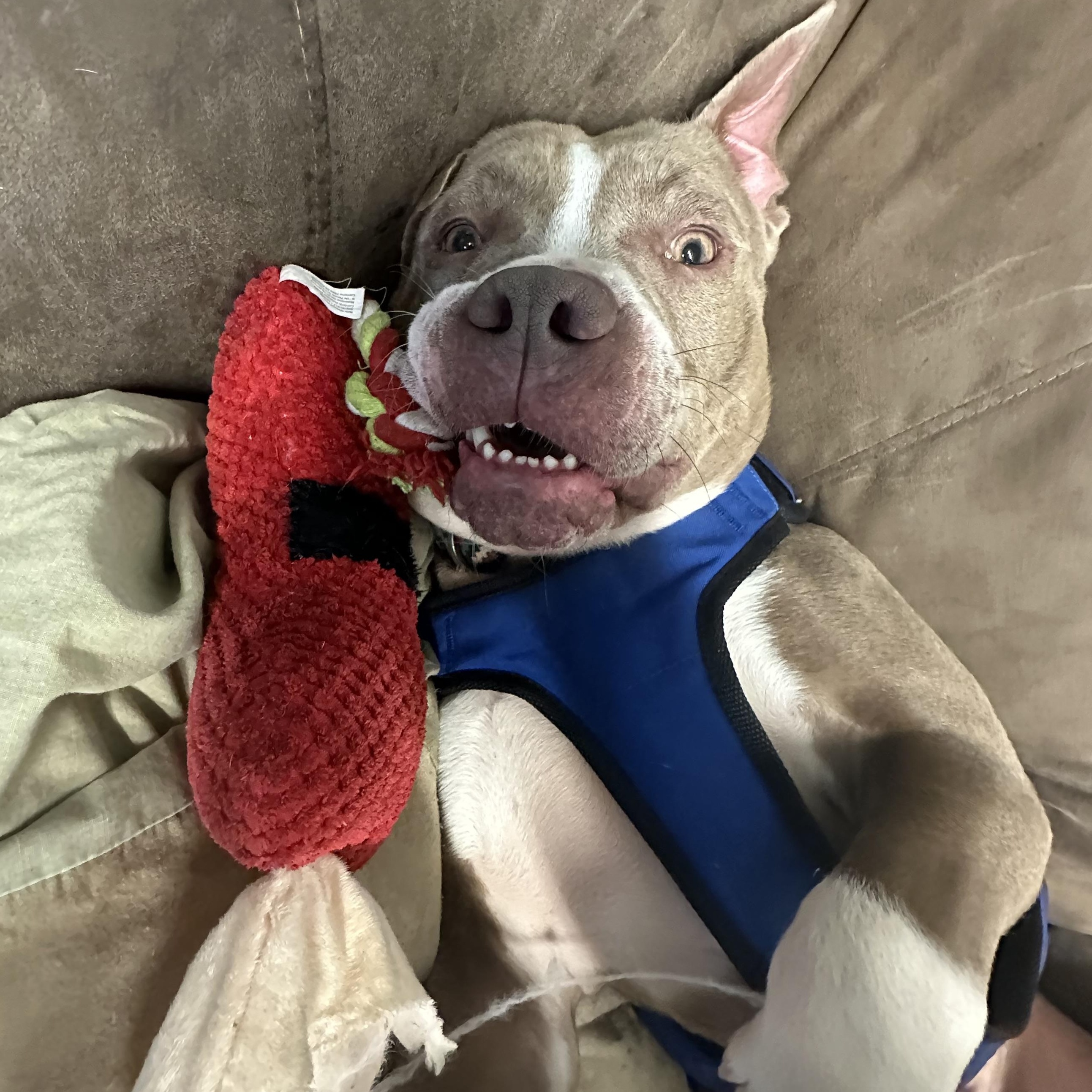 Enlarge Dozer, a Adoptable mixed breed in Youngstown, OH image 3/6