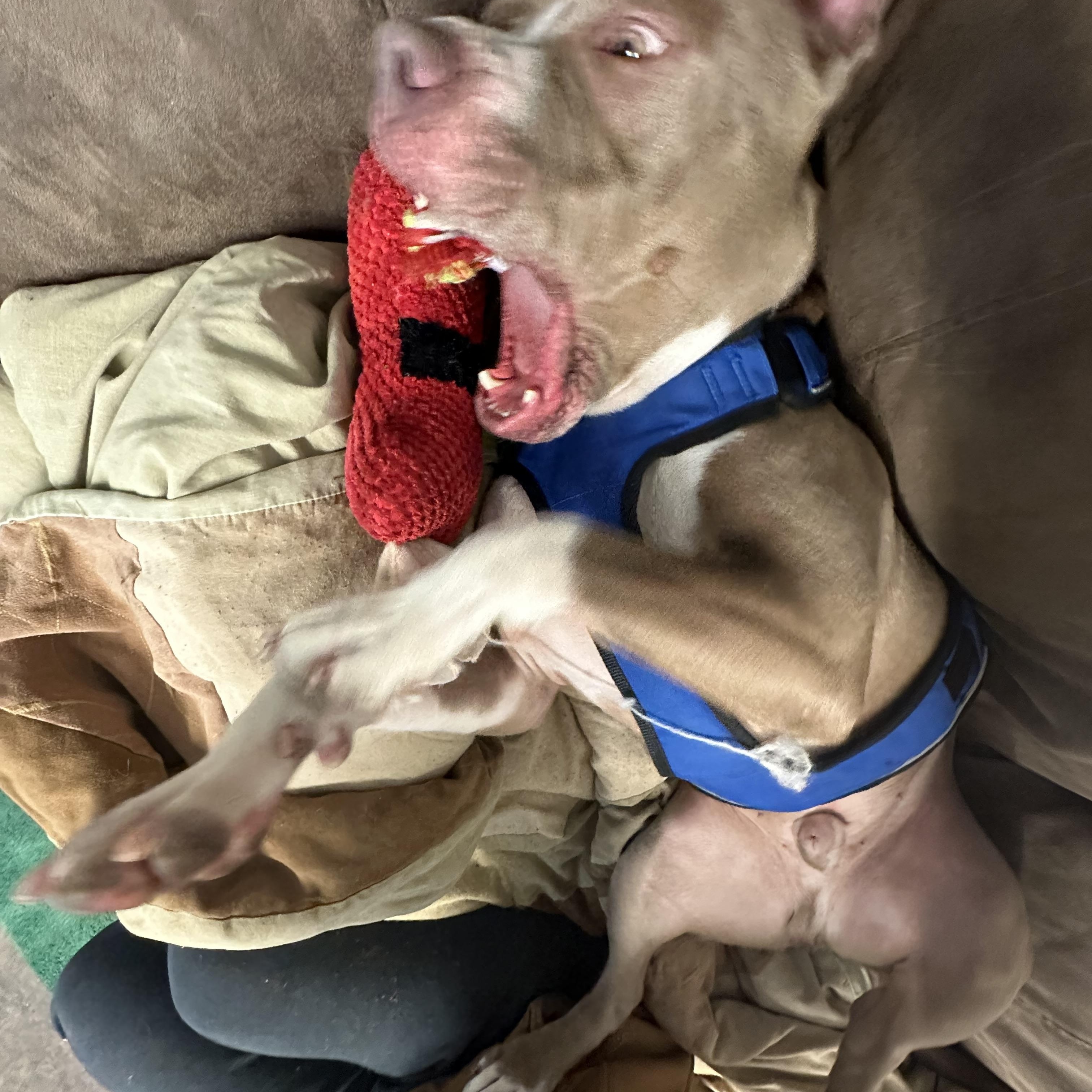 Enlarge Dozer, a Adoptable mixed breed in Youngstown, OH image 4/6