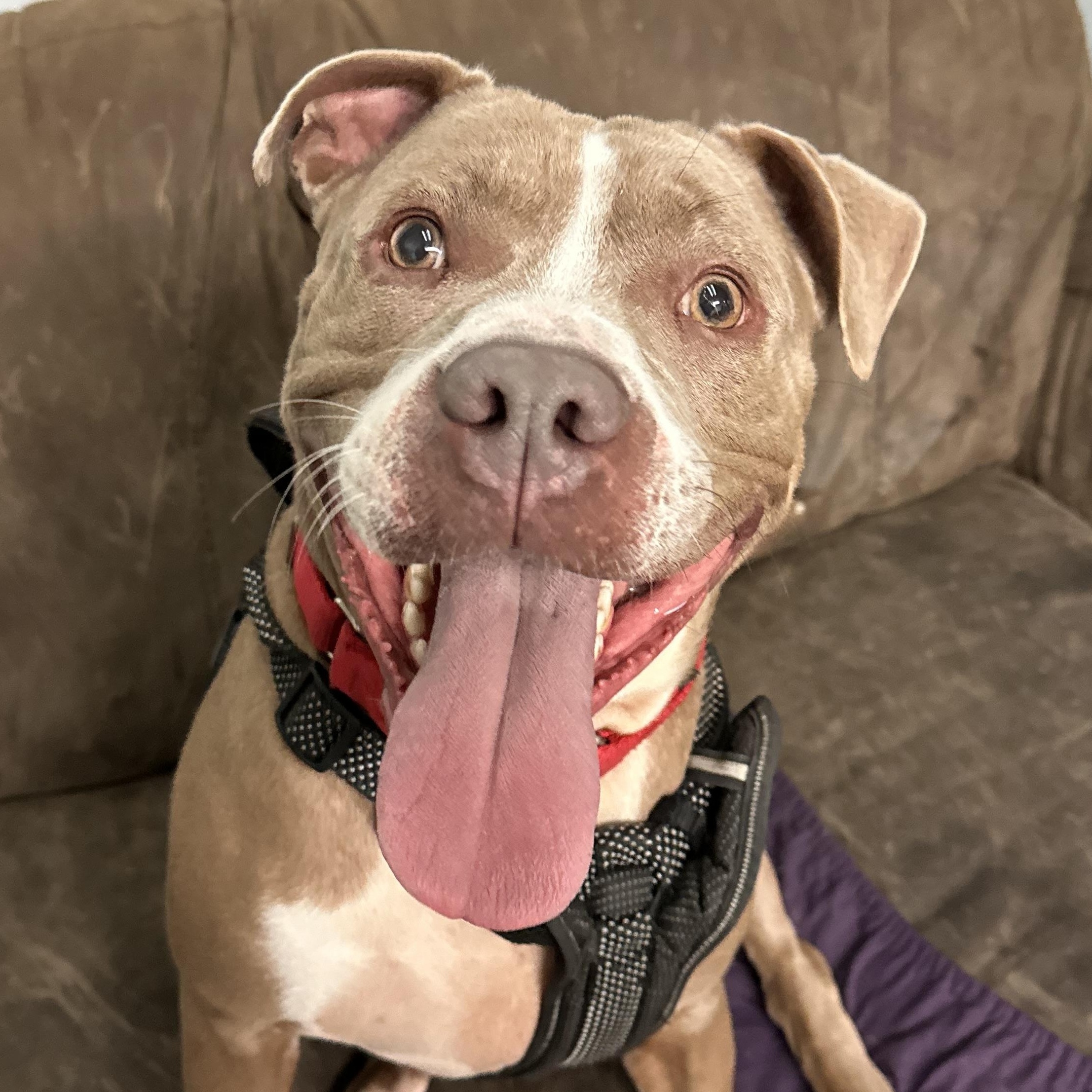Enlarge Dozer, a Adoptable mixed breed in Youngstown, OH image 2/6