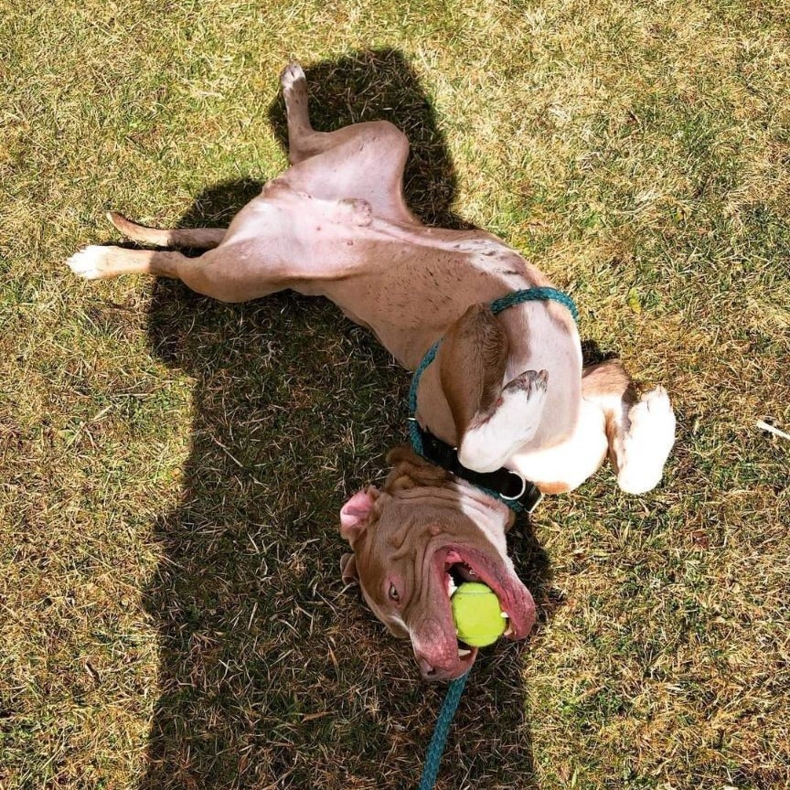 Dozer photo 6