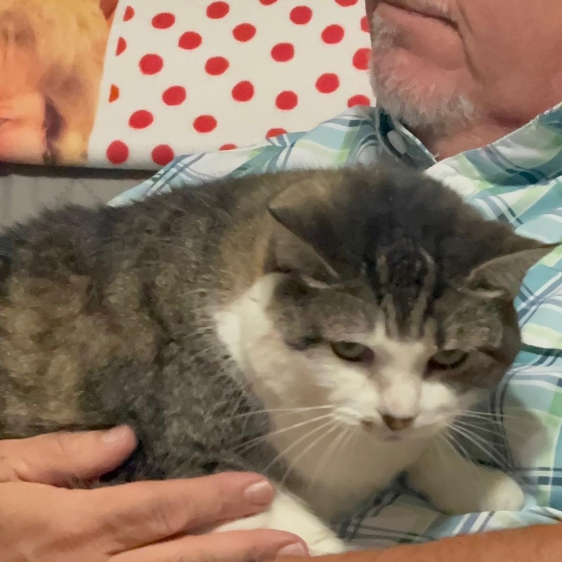 Enlarge Smokey, a Adopted Domestic Short Hair in Milan, NH image 3/5
