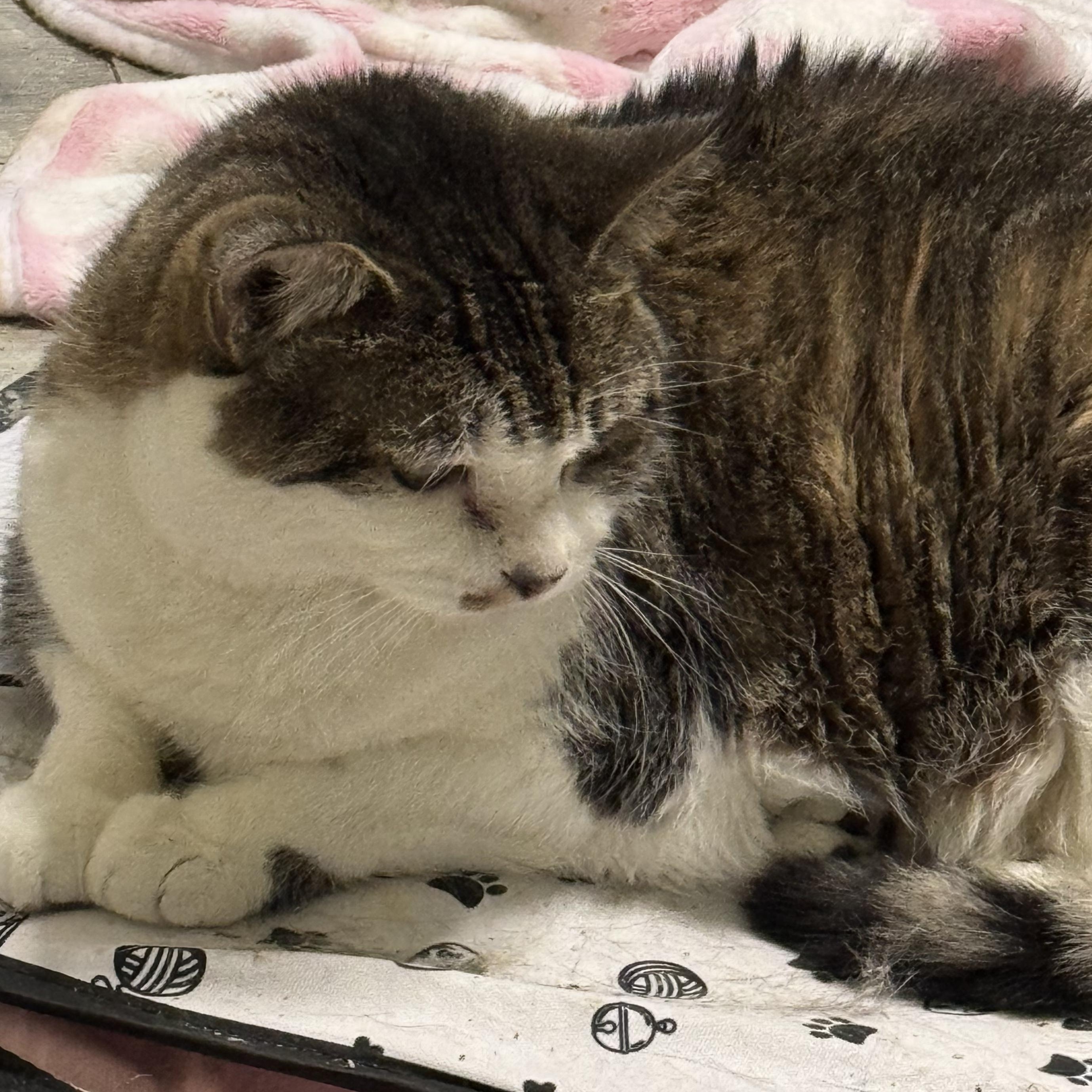 Enlarge Smokey, a Adopted Domestic Short Hair in Milan, NH image 2/5